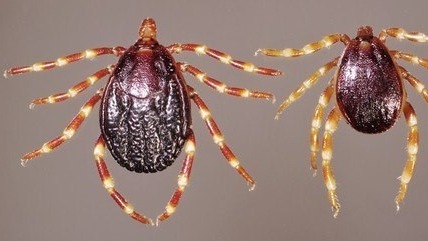 Carrapato Hyalomma é o vetor de transmissão da doença WIKIMEDIA COMMONS